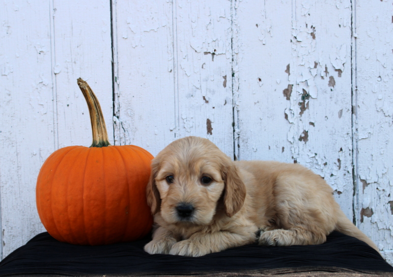 puppy, for, sale, Mini Goldendoodle F2B, Matthew B. Stoltzfus, dog, breeder, Gap, PA, dog-breeder, puppy-for-sale, forsale, nearby, find, puppyfind, locator, puppylocator, aca